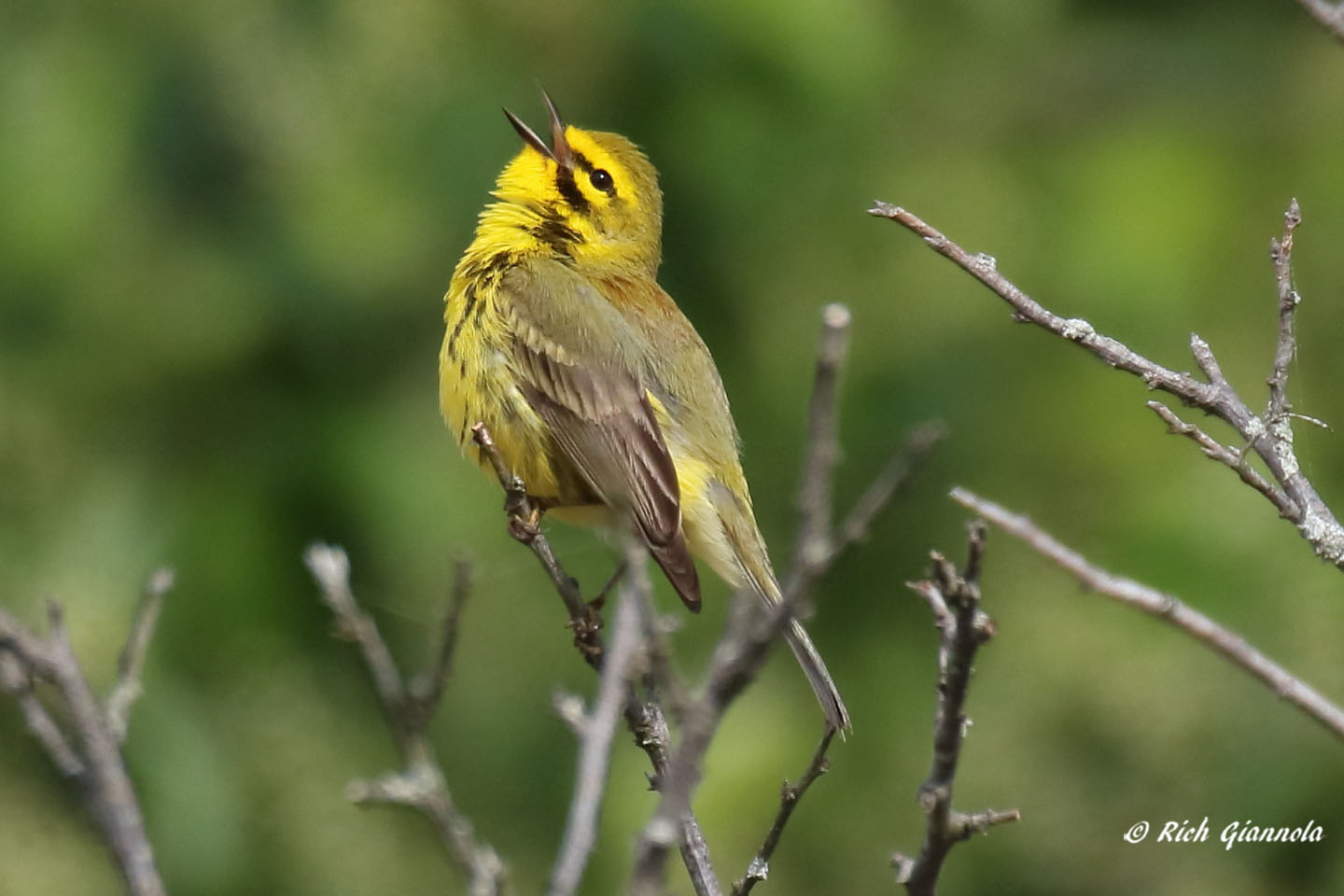 Birding at Cape Henlopen State Park: Featuring a Prairie Warbler (5/8/21)