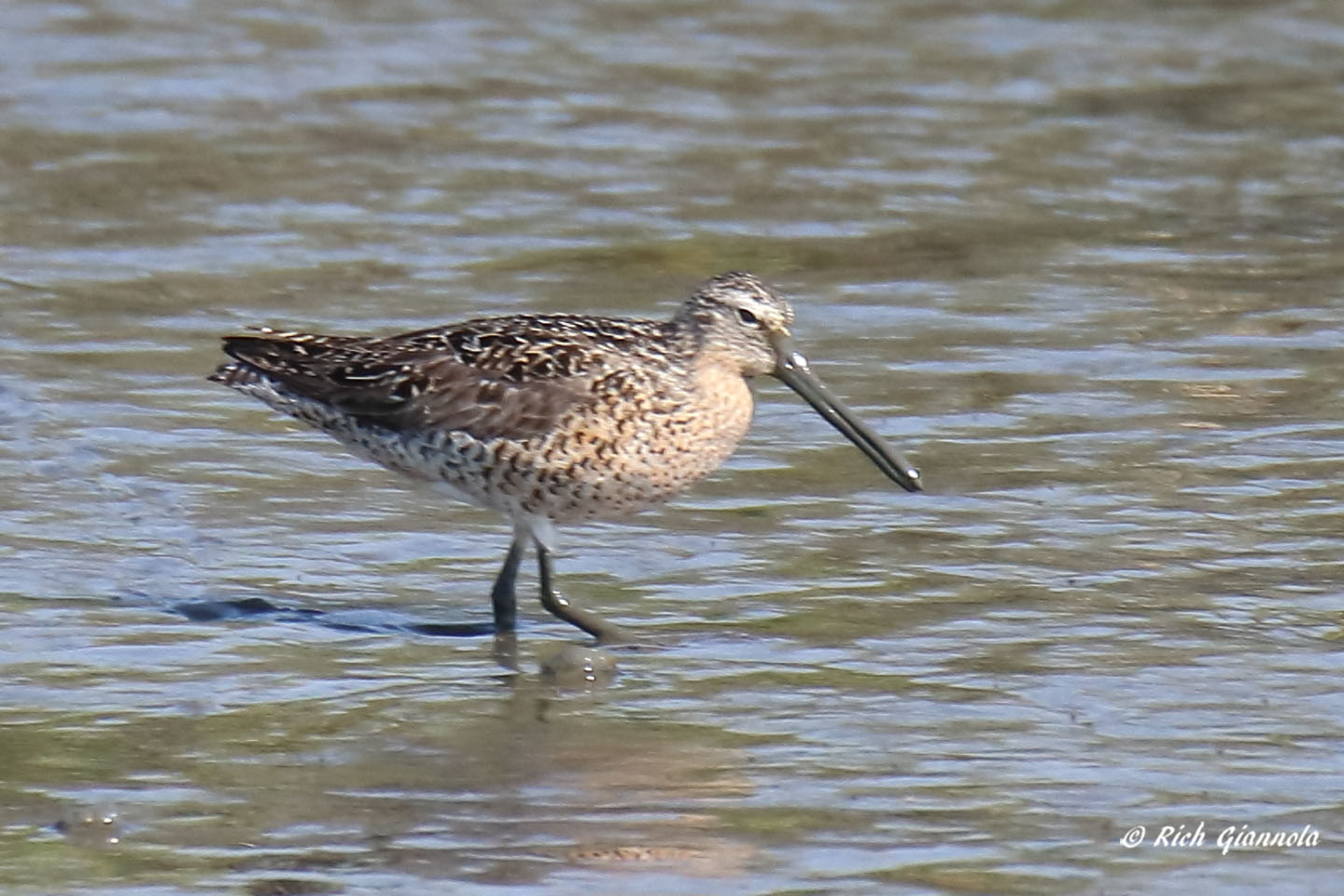 Birding at DuPont Nature Center and Vicinity: Featuring a Short-Billed Dowitcher (5/20/21)