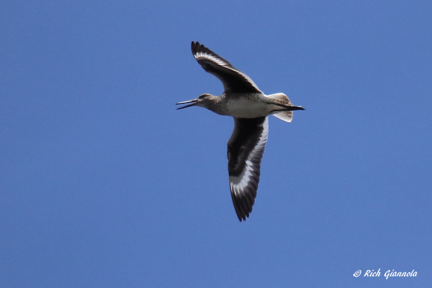 Birding at Bombay Hook NWR: Featuring a Willet (5/2/21)