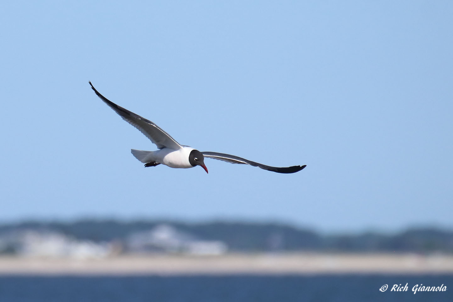 Birding at Cape Henlopen State Park: Featuring a Laughing Gull (6/17/21)