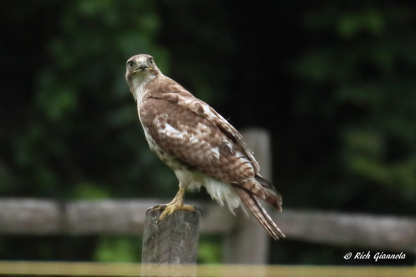 Birding at Marsh Creek State Park: Featuring a Red-Tailed Hawk (6/14/21)