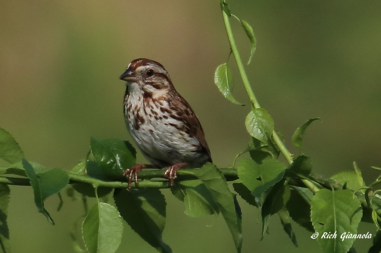 Birding at Hibernia County Park: Featuring a Song Sparrow (6/10/21)