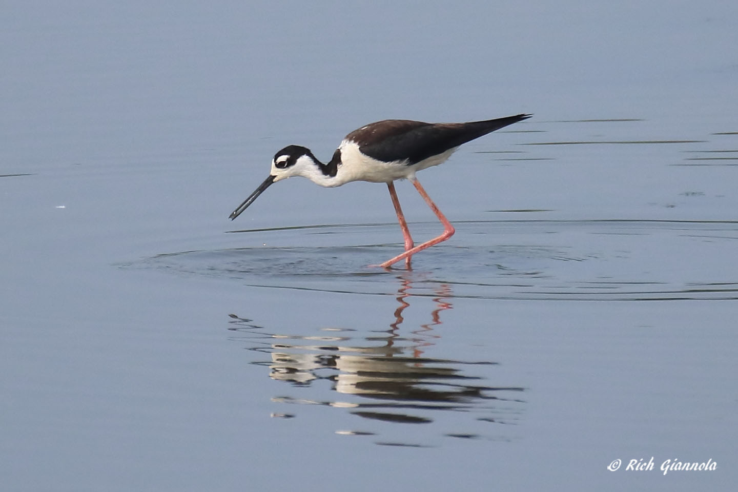 Birding at Bombay Hook NWR: Featuring a Black-Necked Stilt (7/20/21)