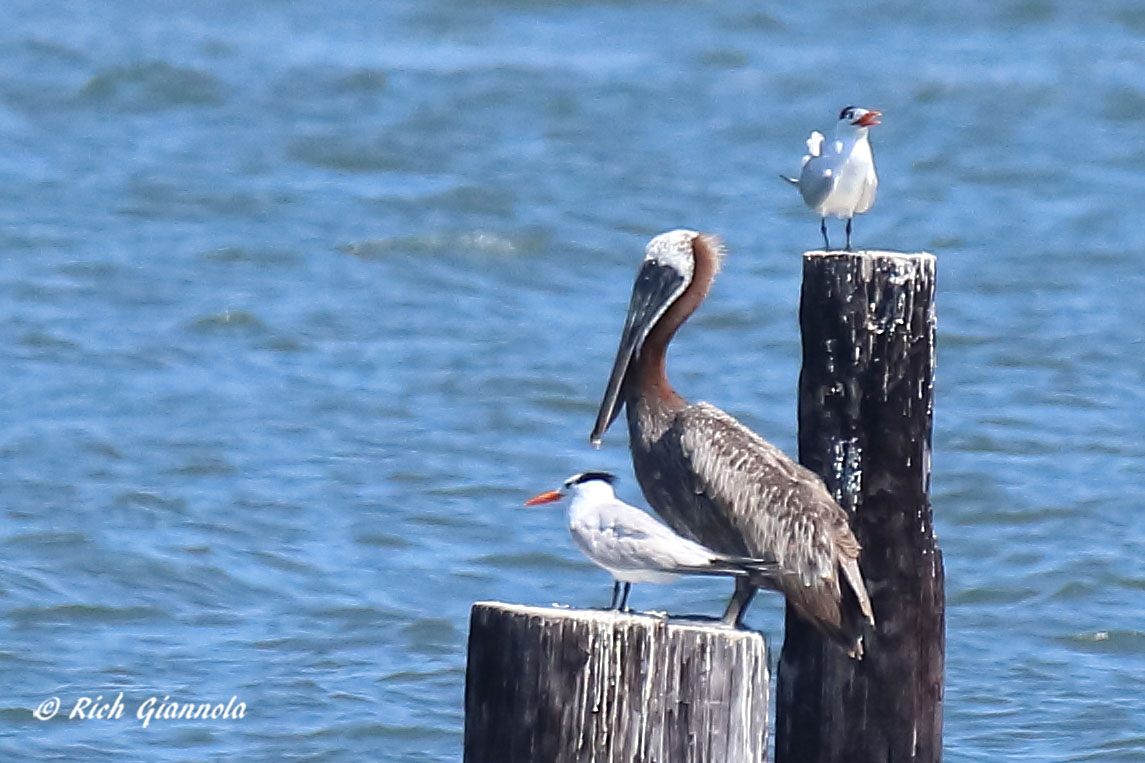 Birding at Cape Henlopen State Park: Featuring a Brown Pelican (7/13/21)