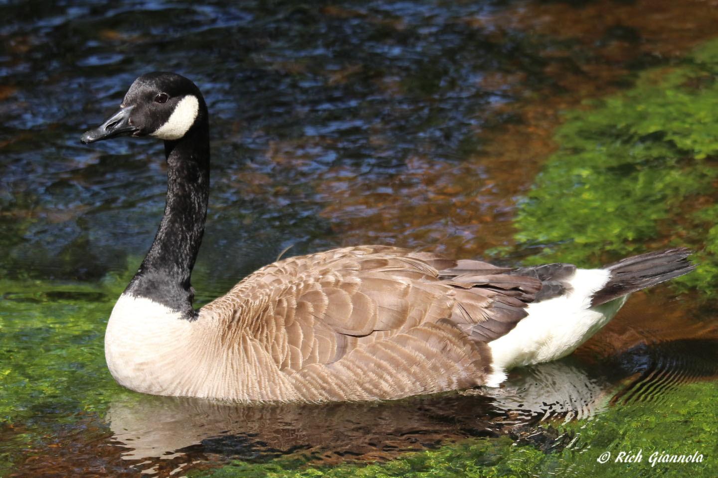 Birding at Connetquot River State Park: Featuring a Canada Goose (6/29/21)