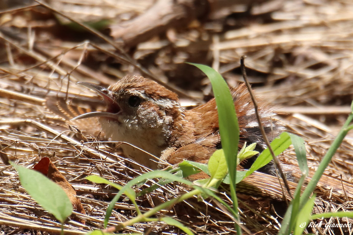 Birding at Prime Hook NWR: Featuring a Carolina Wren (7/5/21)