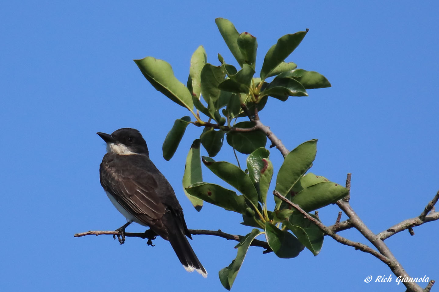 Birding at Prime Hook NWR: Featuring an Eastern Kingbird (7/15/21)