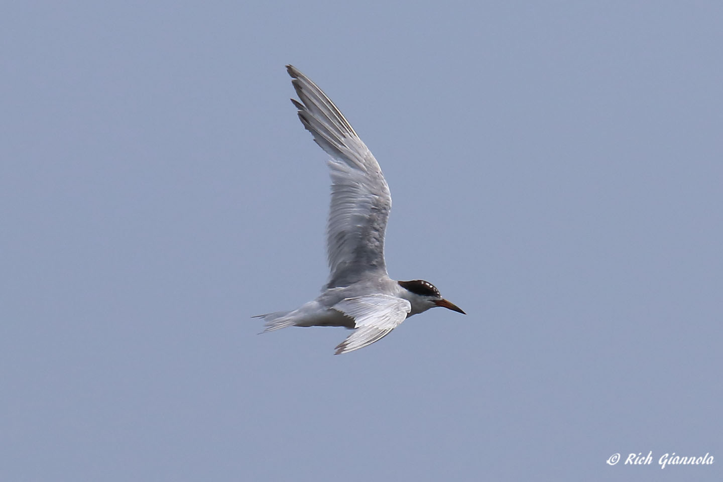 Birding at Prime Hook NWR: Featuring a Common Tern (8/9/21)