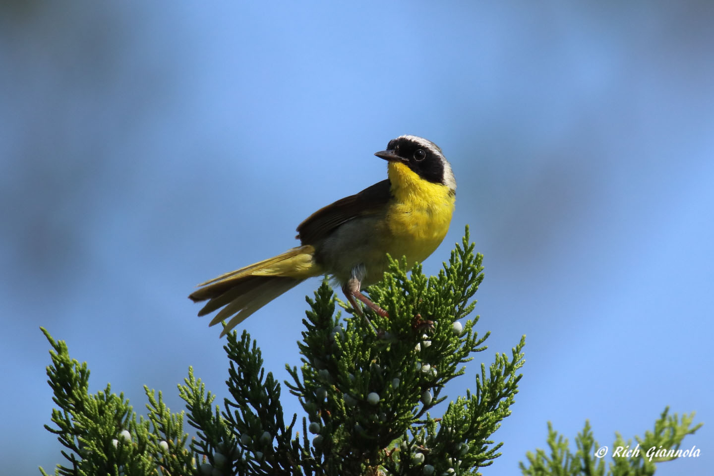 Birding at Delaware Seashore State Park: Featuring a Common Yellowthroat (8/2/21)