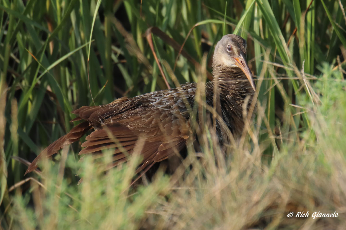 Birding at DuPont Nature Center: Featuring a Virginia Rail (8/9/21)