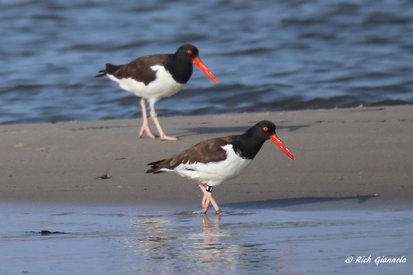 Birding at Cape Henlopen State Park: Featuring American Oystercatchers (8/31/21)