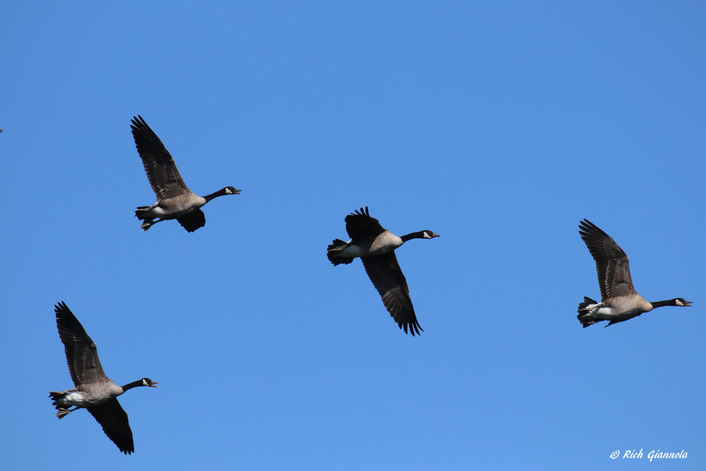 Birding at Hibernia County Park: Featuring Canada Geese (9/6/21)