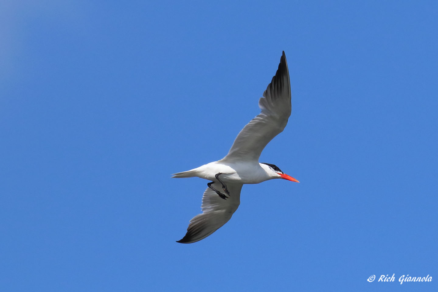 Birding at Cape Henlopen State Park: Featuring a Caspian Tern (9/10/21)