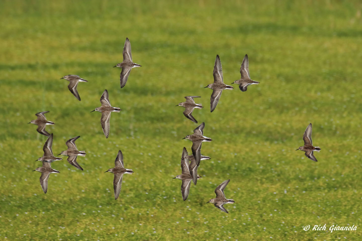 Birding at Chincoteague NWR: Featuring Semipalmated Sandpipers (9/14/21)