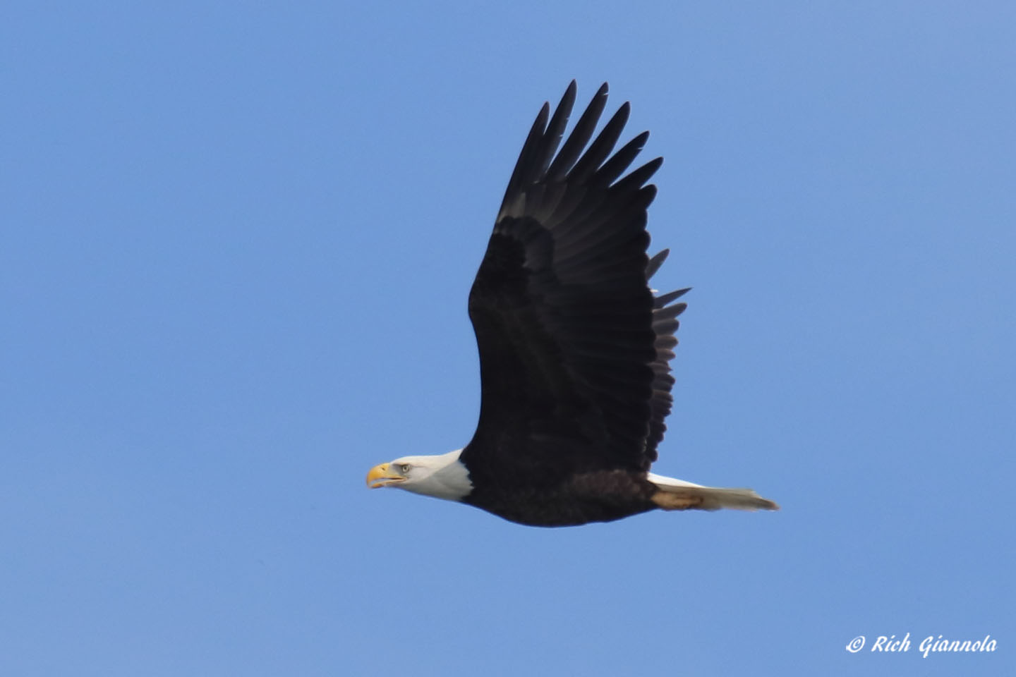 Birding at Quillens Point: Featuring a Bald Eagle (10/14/21)