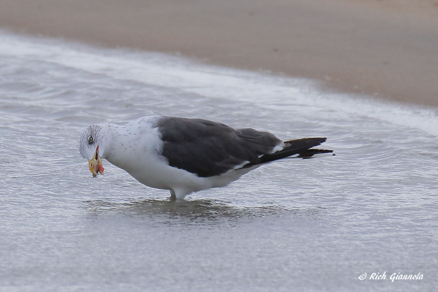 Birding at Cape Henlopen State Park: Featuring a Great Black-Backed Gull (10/22/21)