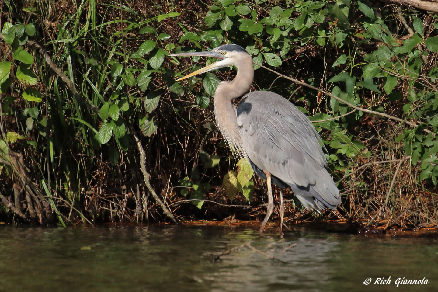 Birding at Trap Pond State Park: Featuring a Great Blue Heron (10/18/21)