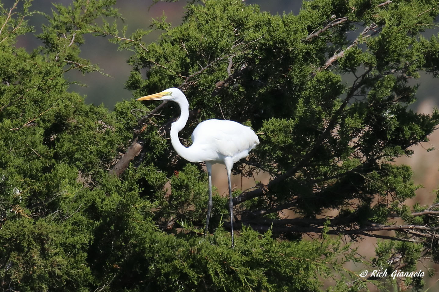 Birding at Edwin B. Forsythe NWR: Featuring a Great Egret (10/4/21)