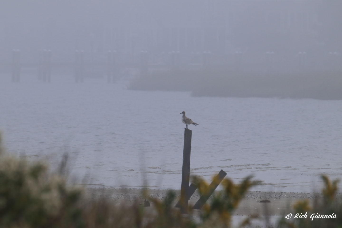 Birding at James Farm Ecological Preserve: Featuring a Laughing Gull (10/14/21)