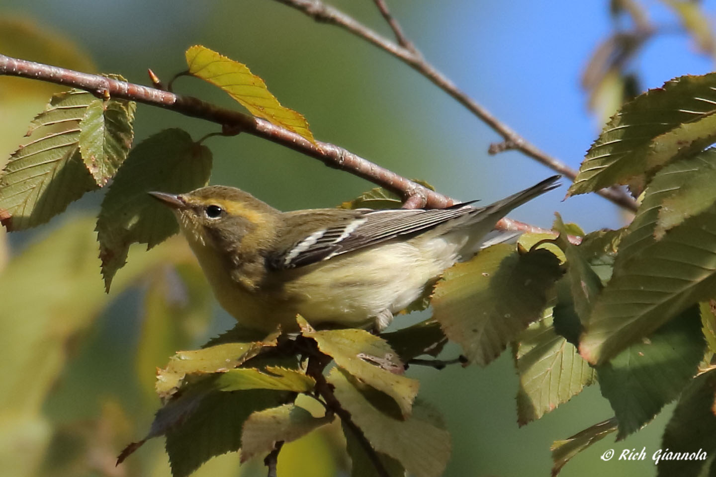 Birding at Avalon Nature Preserve: Featuring a Pine Warbler (10/2/21)