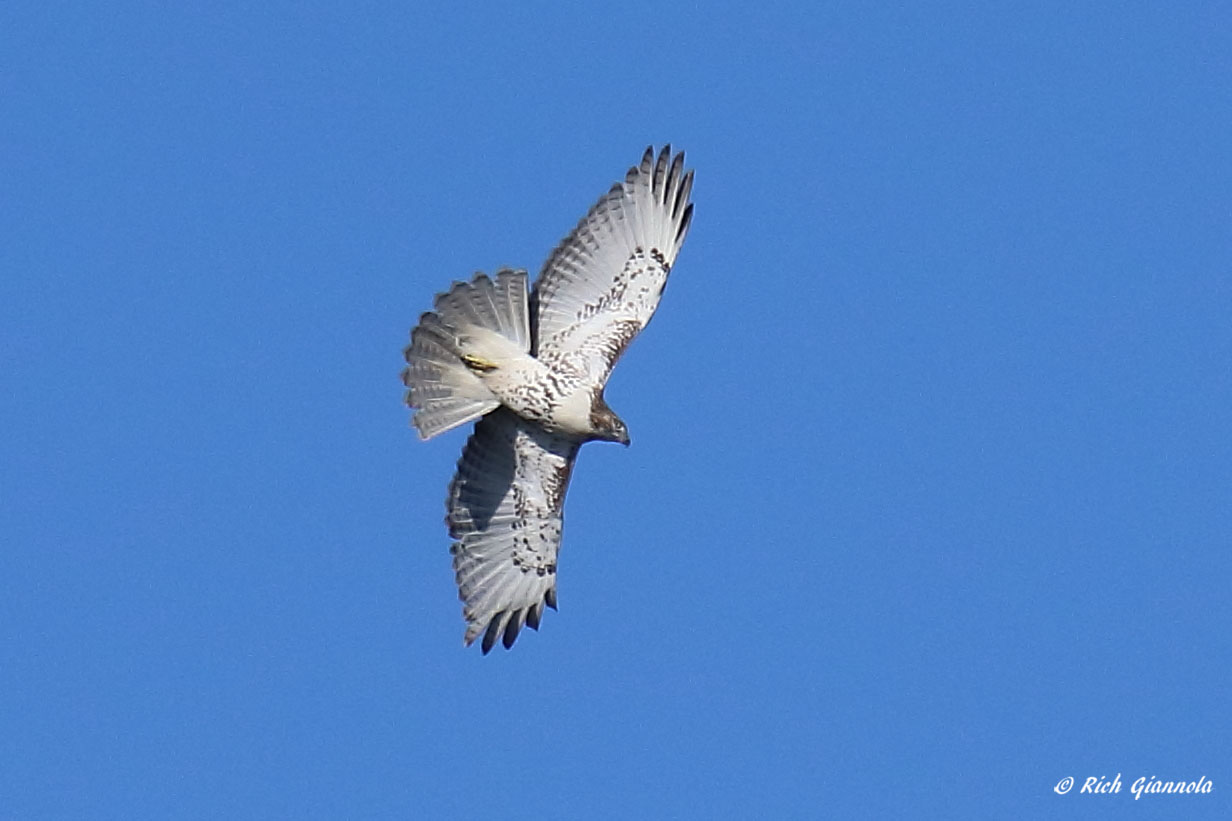 Birding at Wertheim NWR: Featuring a Red-Tailed Hawk (10/1/21)