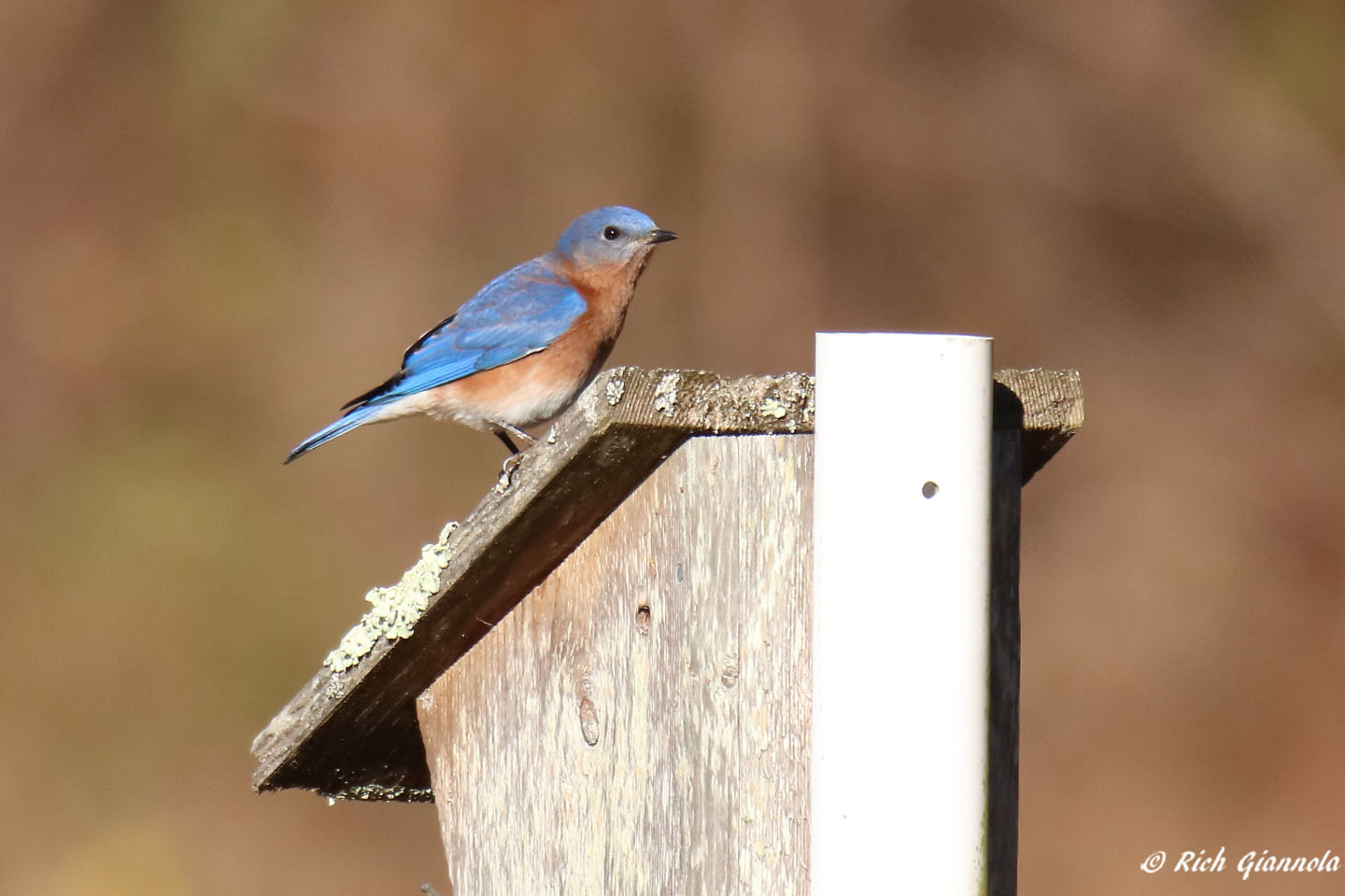 Birding at Assawoman State Wildlife Area: Featuring an Eastern Bluebird (11/20/21)