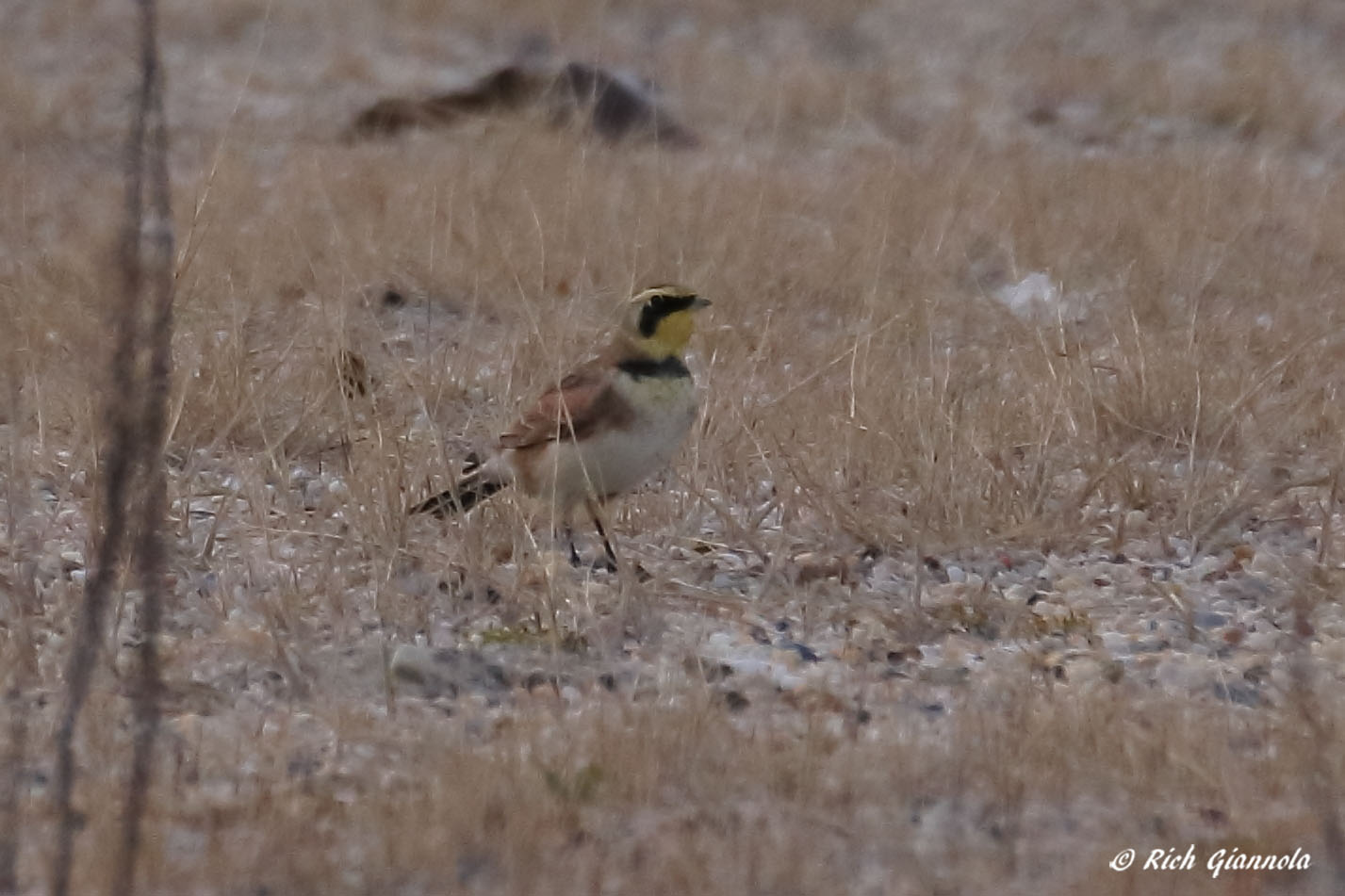 Birding at Prime Hook NWR Fowler Beach: Featuring a Horned Lark (11/11/21)