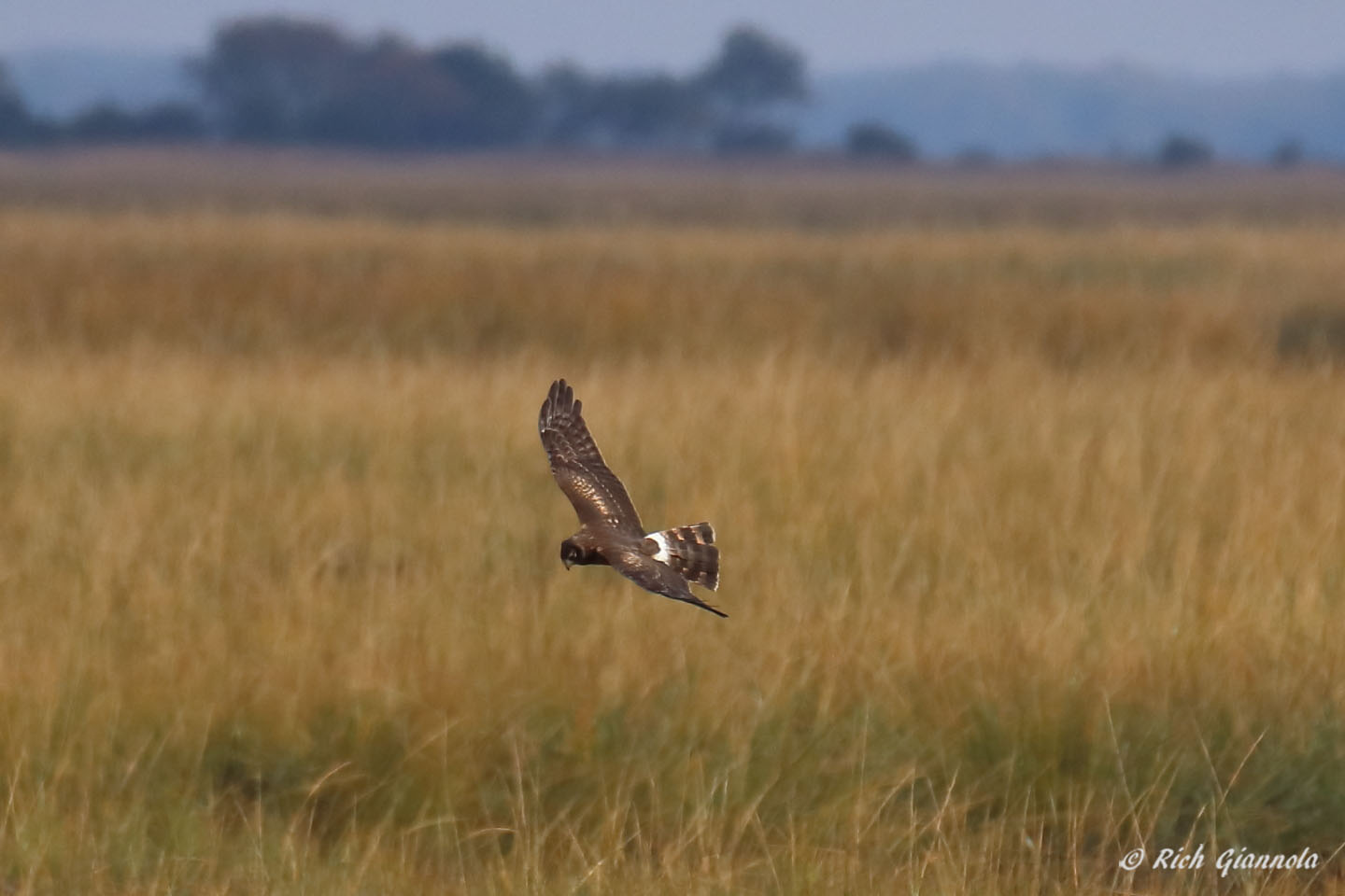 Birding at Bombay Hook NWR: Featuring a Northern Harrier (10/31/21)