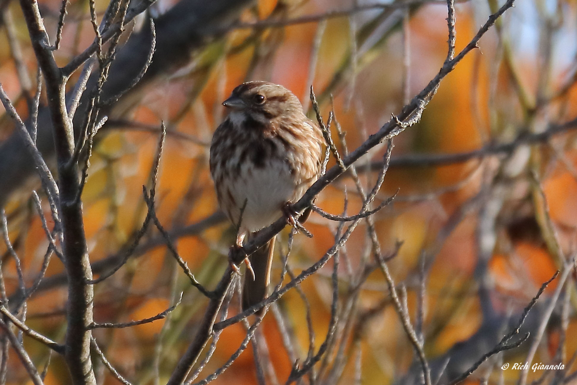 Birding at Cape Henlopen State Park: Featuring a Song Sparrow (11/17/21)