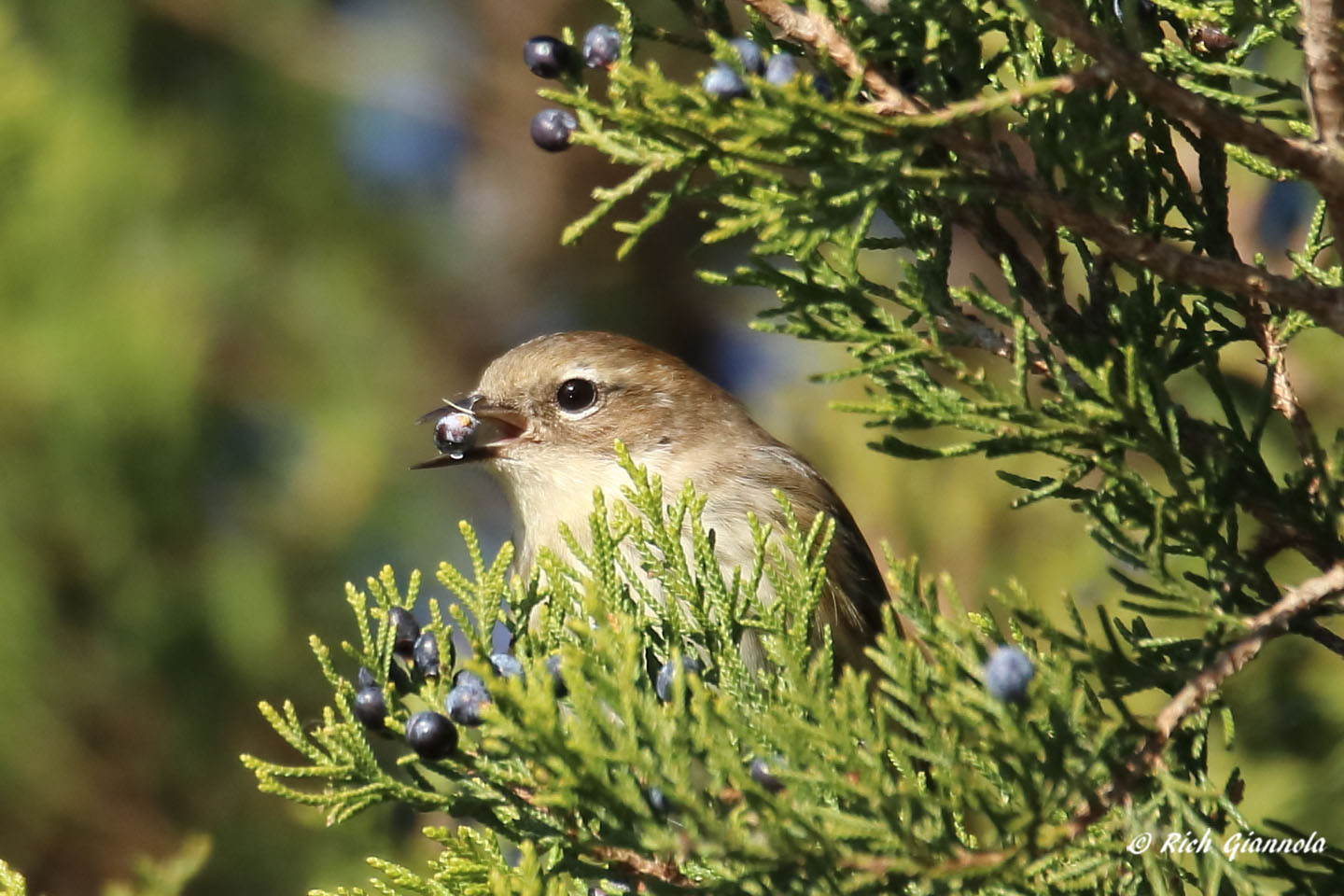 Birding at Prime Hook NWR: Featuring a Yellow-Rumped Warbler (11/8/21)