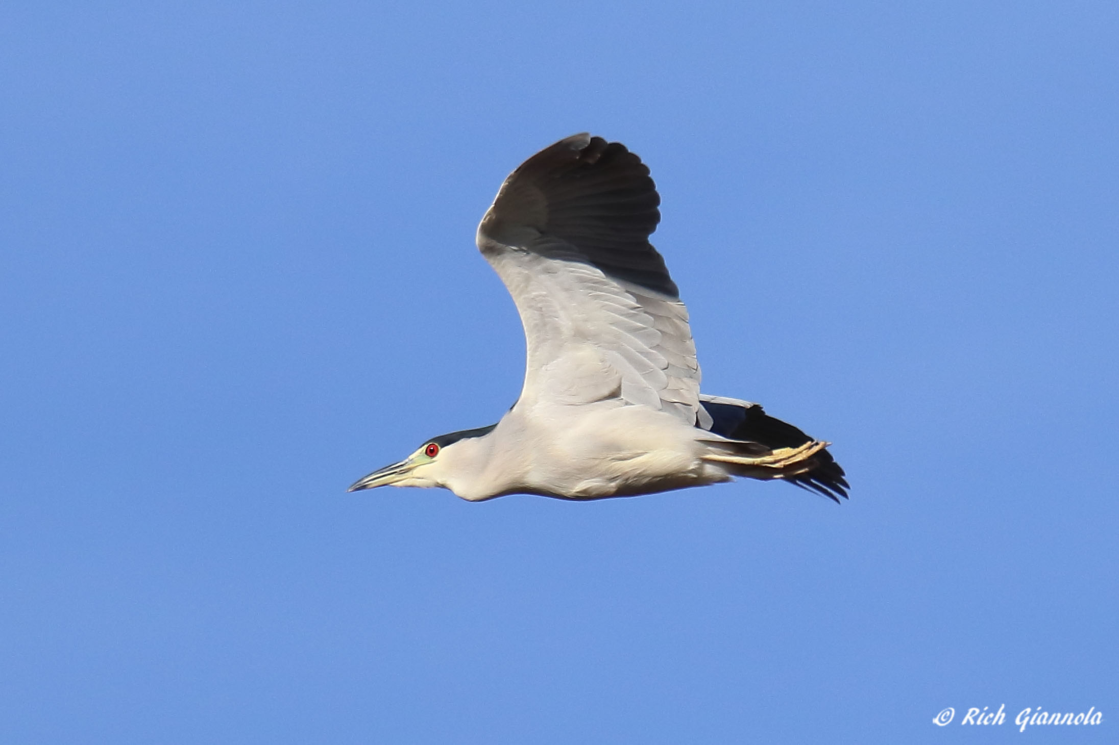 Birding at Delaware Seashore State Park: Featuring a Black-Crowned Night Heron (12/16/21)