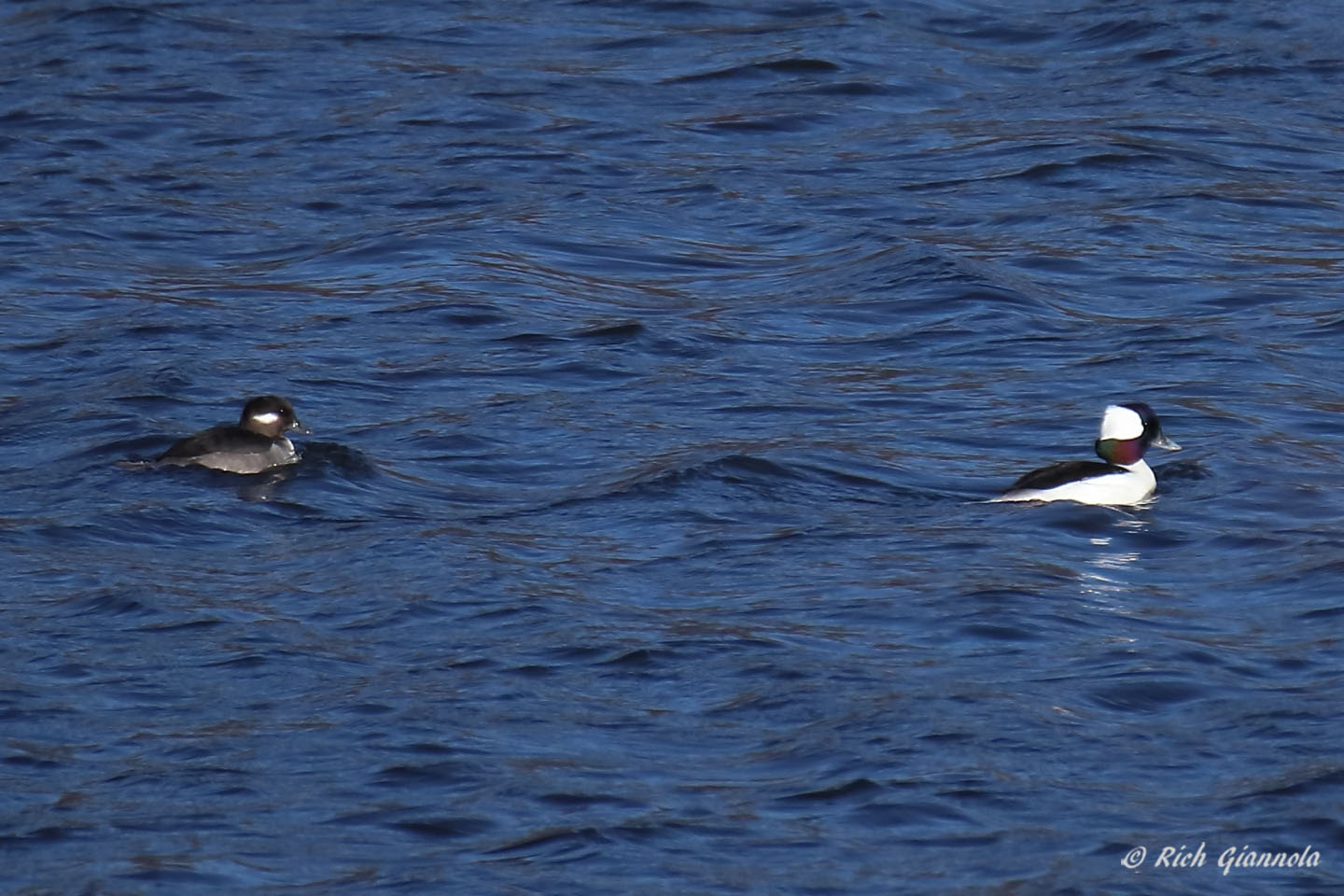 Birding at Hibernia County Park: Featuring Buffleheads (12/26/21)