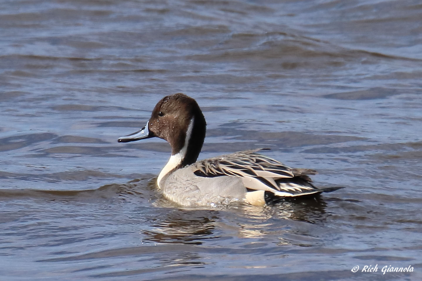 Birding at Bombay Hook NWR: Featuring a Northern Pintail (12/3/21)