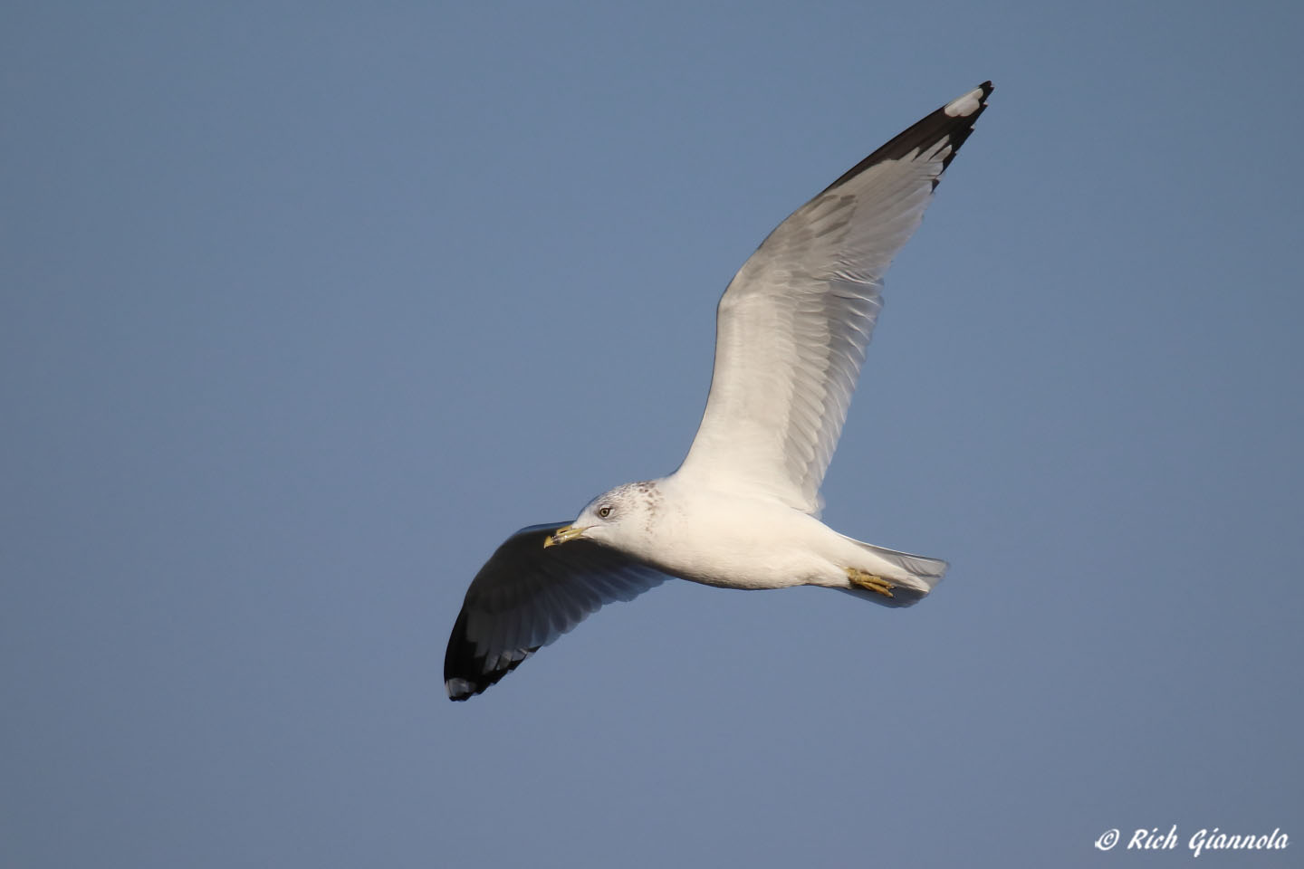 Birding at DuPont Nature Center: Featuring a Ring-Billed Gull (12/22/21)