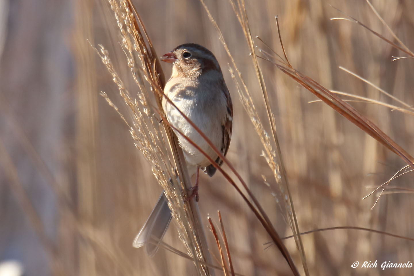 Birding at Cape Henlopen State Park: Featuring a Field Sparrow (1/27/22)