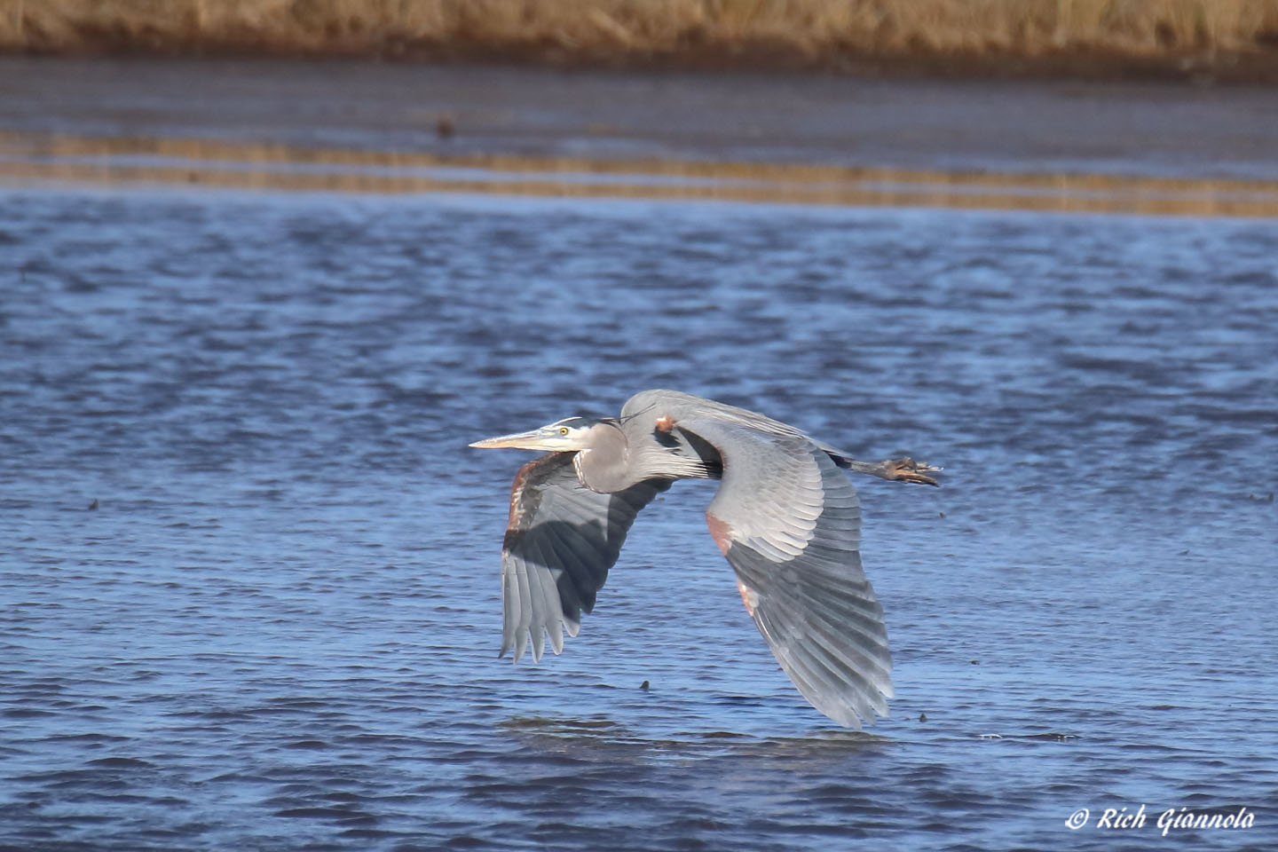 Birding at Prime Hook NWR: Featuring a Great Blue Heron (1/19/22)