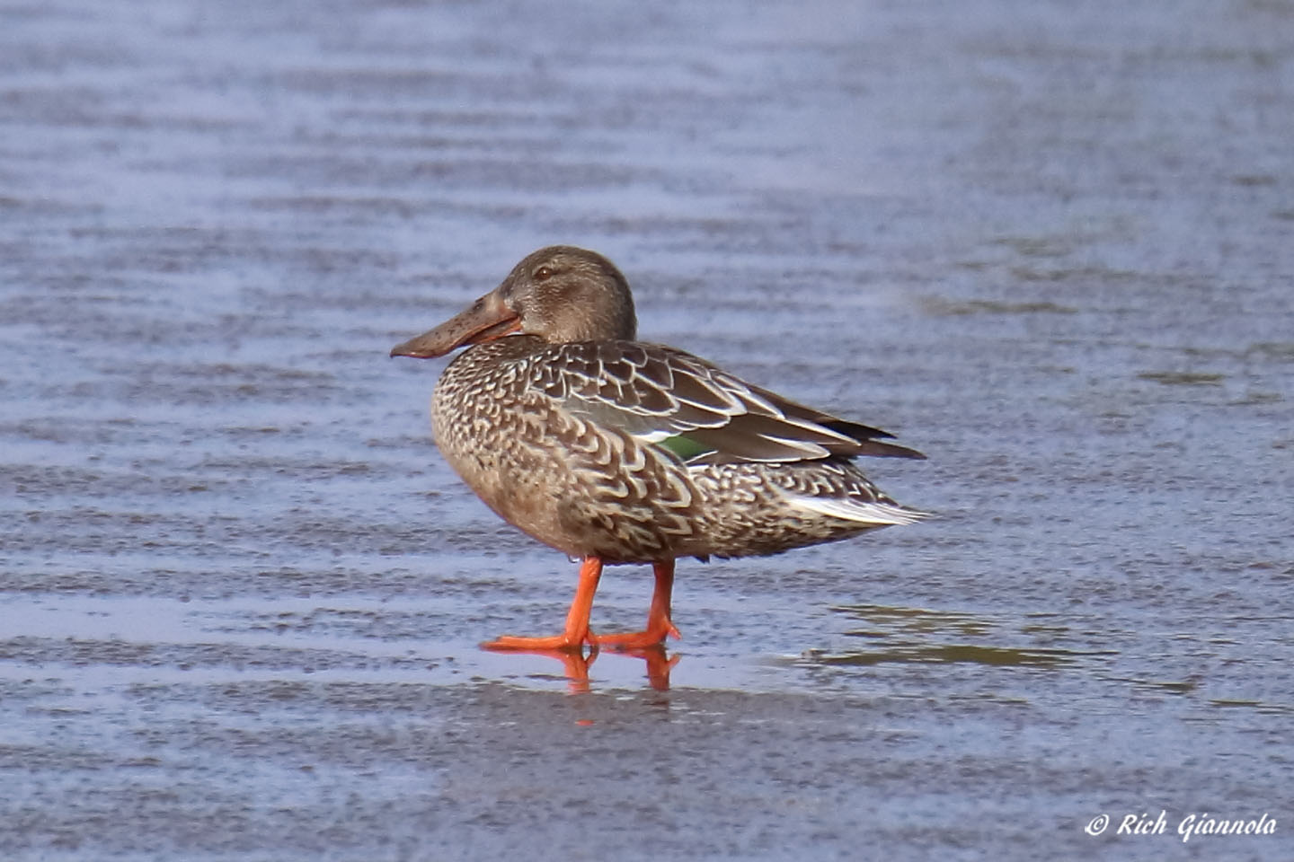 Birding at Cape Henlopen State Park: Featuring a Northern Shoveler (1/24/22)