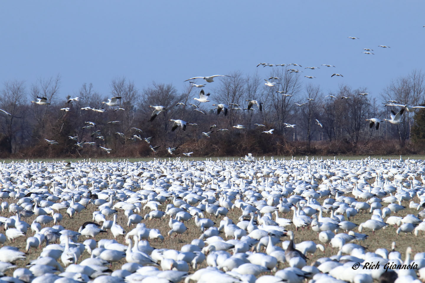 Birding at Prime Hook NWR Fowler Beach: Featuring Snow Geese (1/19/22)