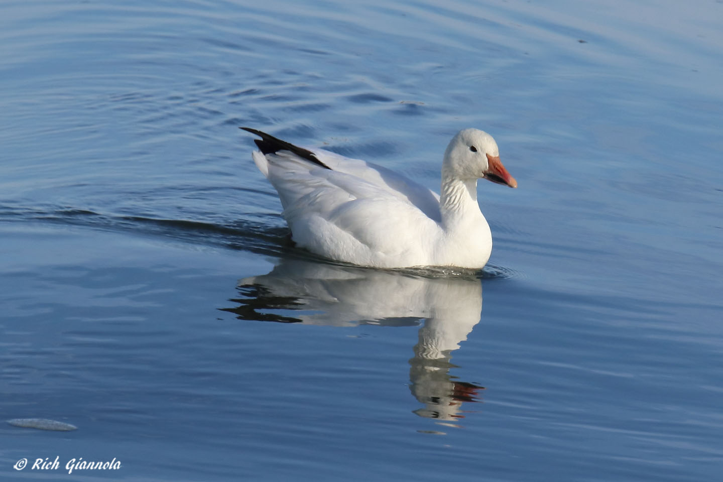 Birding at Delaware Seashore State Park: Featuring a Snow Goose (1/13/22)