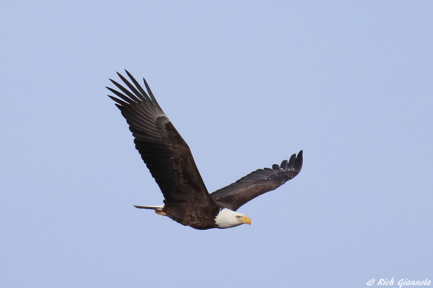 Birding at Prime Hook NWR: Featuring a Bald Eagle (2/16/22)