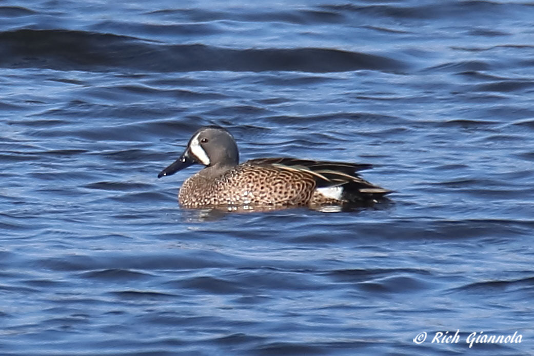 Birding at Assawoman State Wildlife Area: Featuring a Blue-Winged Teal (2/12/22)