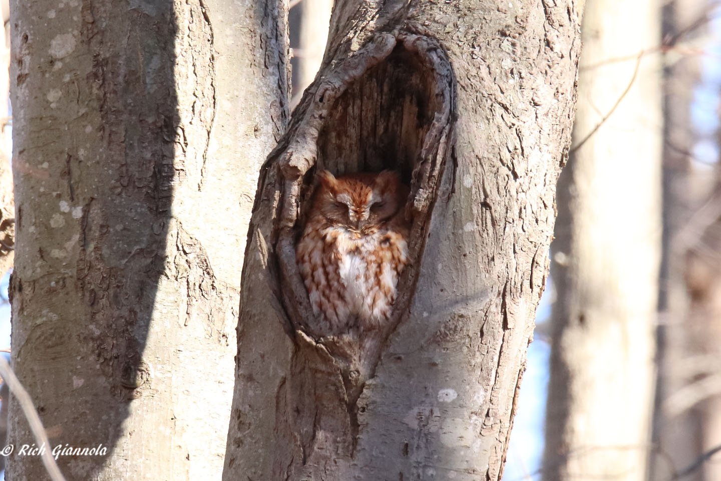 Birding at Prime Hook NWR: Featuring an Eastern Screech-Owl (2/10/22)