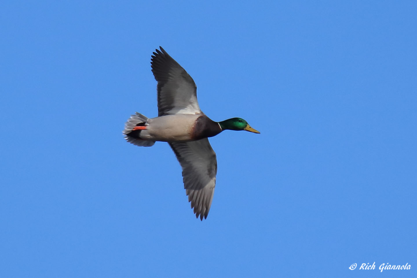 Birding at Cape Henlopen State Park: Featuring a Mallard (2/6/22)