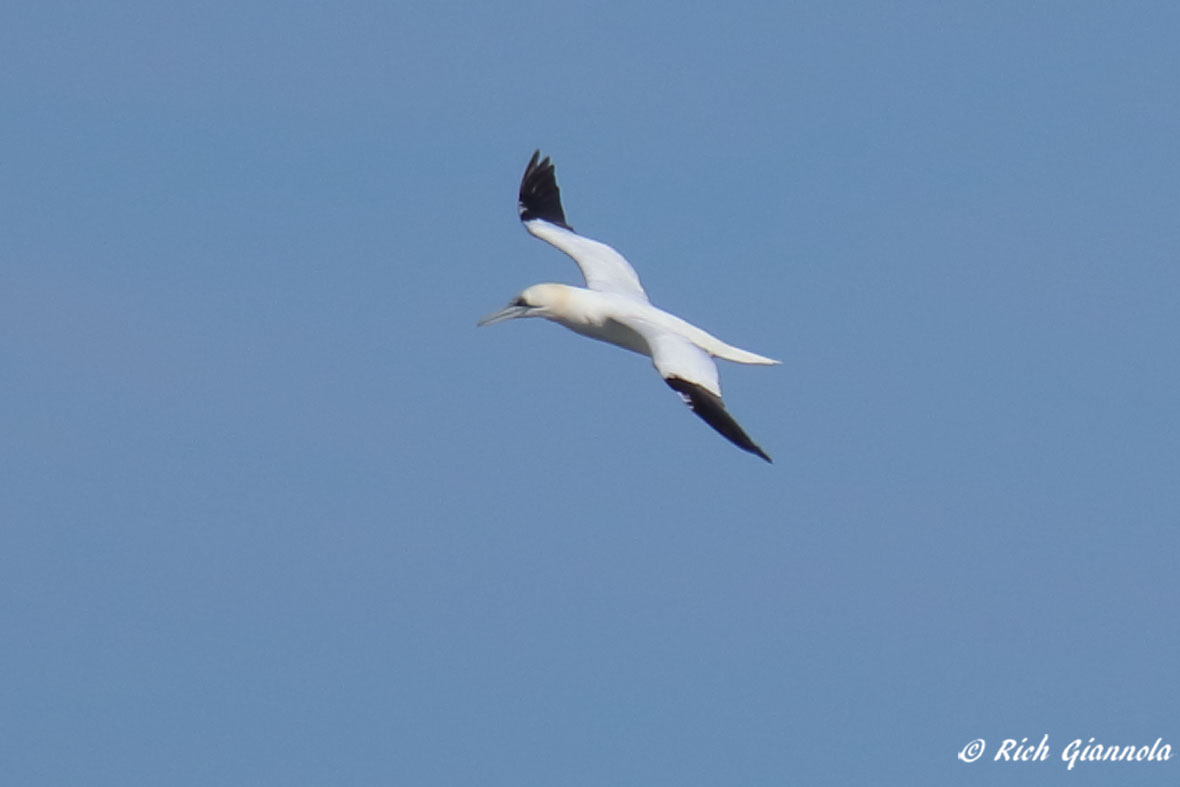 Birding at Cape Henlopen State Park: Featuring a Northern Gannet (2/27/22)