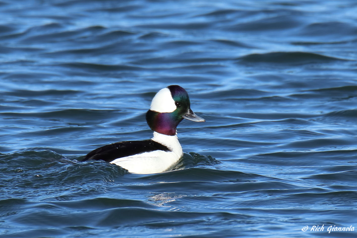 Birding at Delaware Seashore State Park: Featuring a Bufflehead (3/21/22)