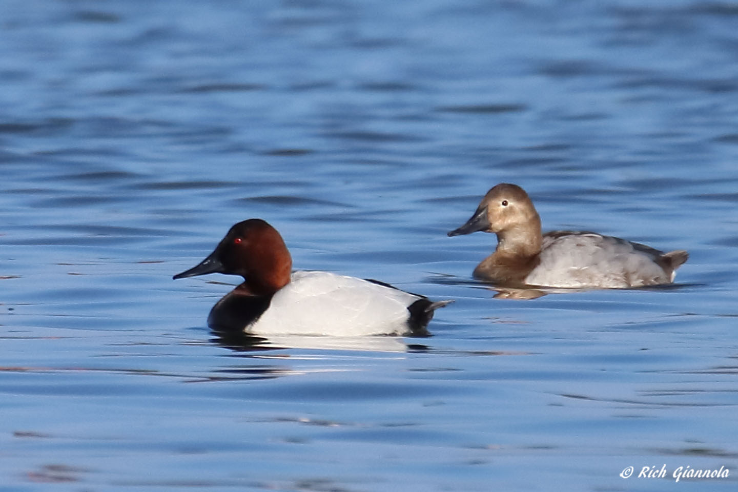 Birding at Silver Lake: Featuring a Canvasback (3/2/22)