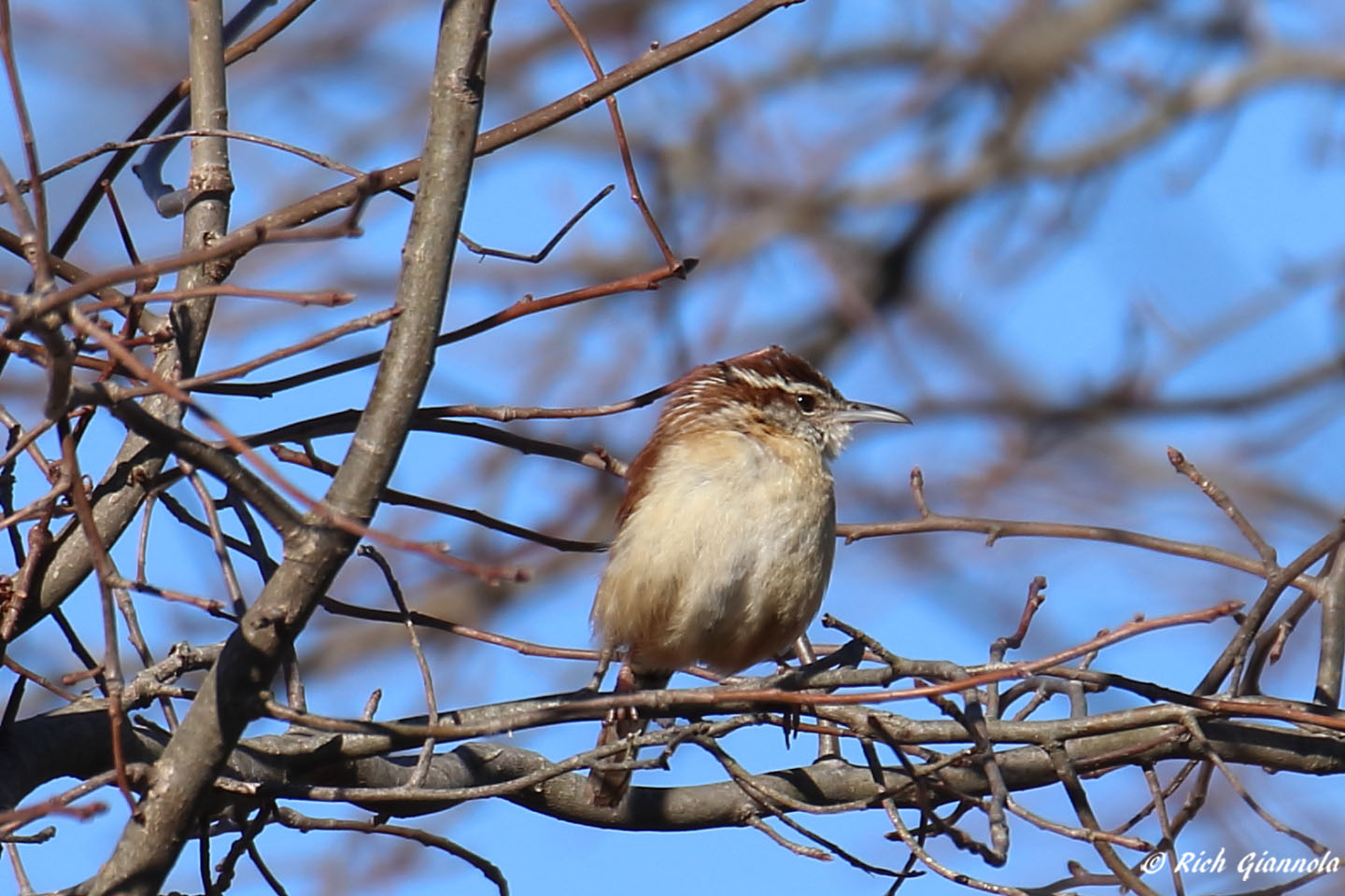 Birding at Prime Hook NWR: Featuring a Carolina Wren (3/11/22)