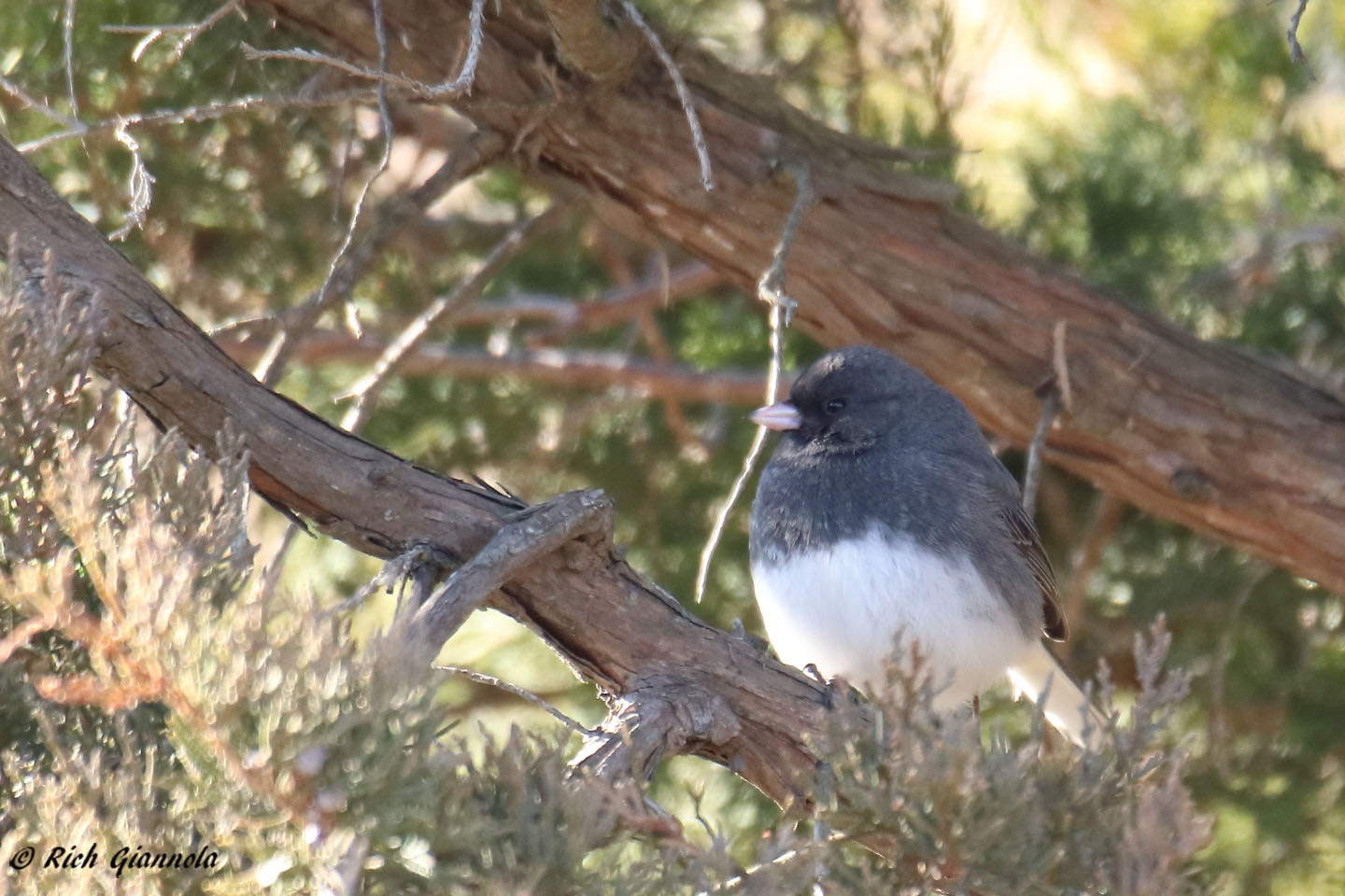 Birding at Cape Henlopen State Park: Featuring a Dark-Eyed Junco (2/28/22)