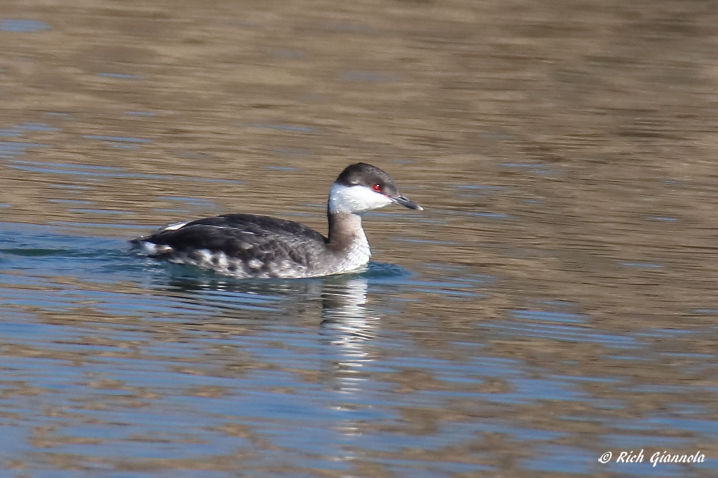 Birding at Delaware Seashore State Park: Featuring a Horned Grebe (3/2/22)