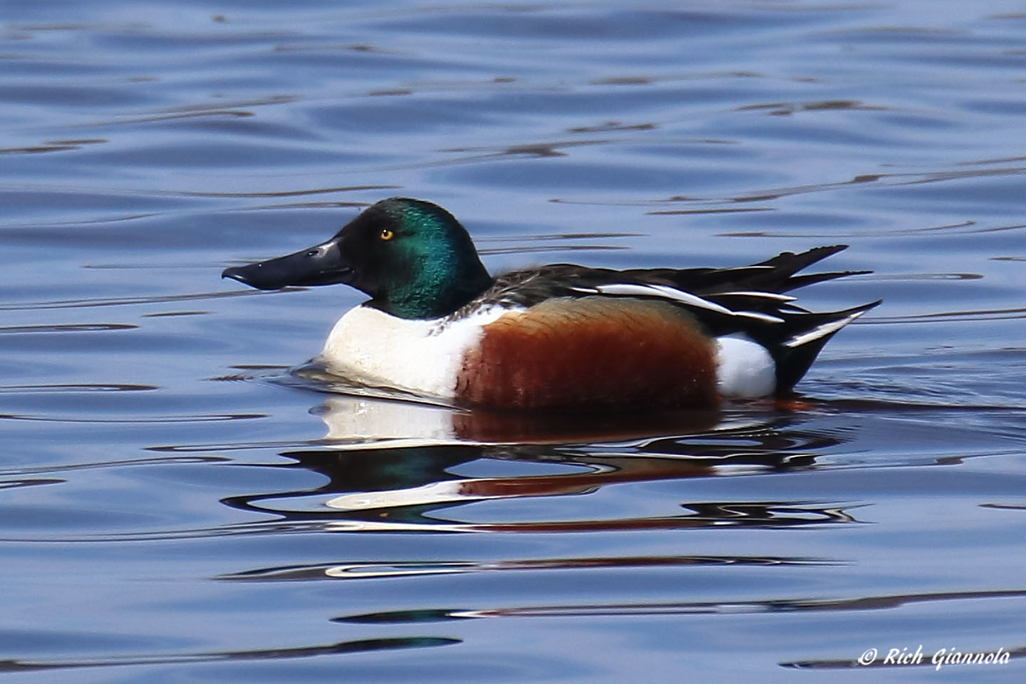 Birding at Bombay Hook NWR: Featuring a Northern Shoveler (3/15/22)